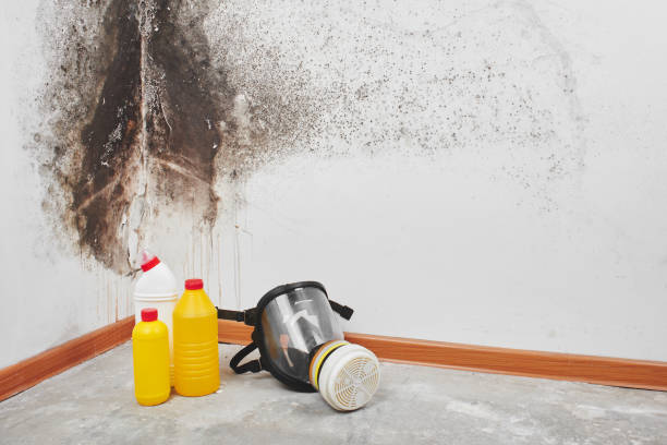 Best White Mold Remediation in Killen, AL