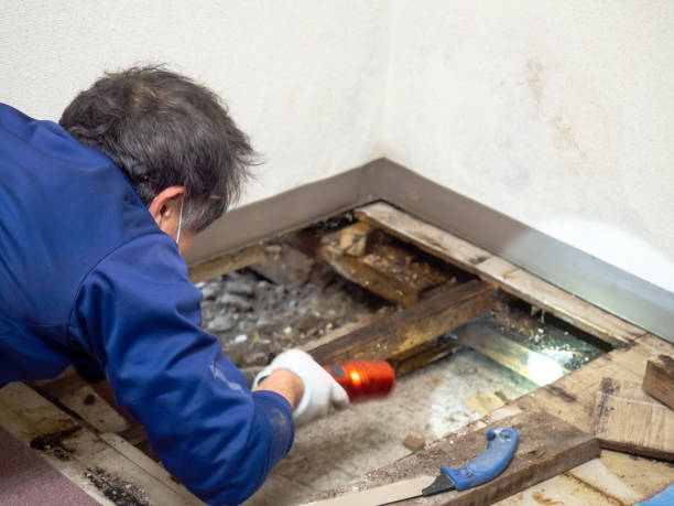Best Commercial Mold Remediation in Killen, AL