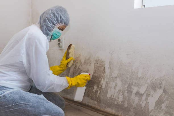 Best Industrial Mold Remediation in Killen, AL
