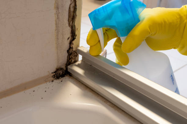 Best Bathroom Mold Remediation in Killen, AL