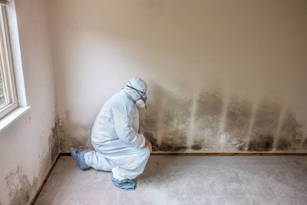 Best Basement Mold Remediation in Killen, AL