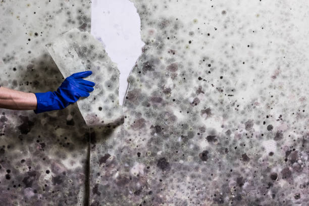 Best White Mold Remediation in Killen, AL