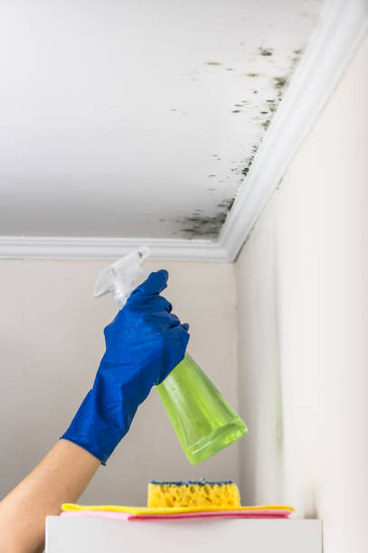 Best Attic Mold Remediation in Killen, AL