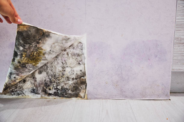 Best Insurance-Related Mold Remediation in Killen, AL